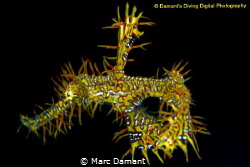 A bright Jewel in the black! Normally a Camouflaged hunte... by Marc Damant 